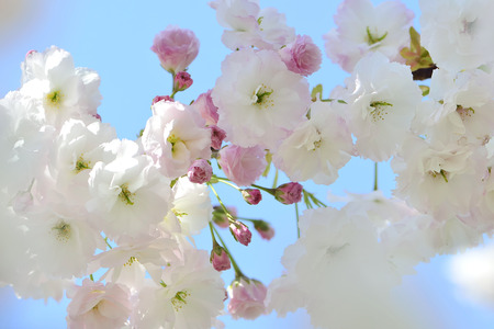 Double cherry blossoms