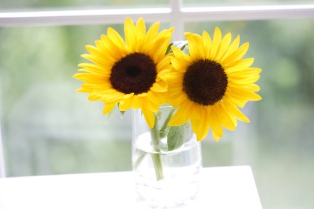 Sunflowerの写真素材