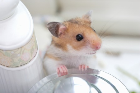 Hamster.の写真素材