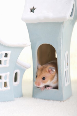 Hamster.の写真素材