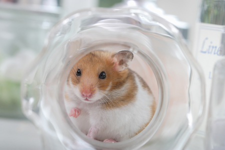 Hamster.の写真素材