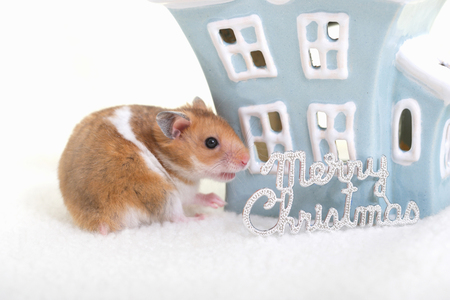 Hamster.の写真素材