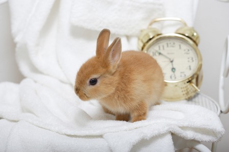 Rabbitの写真素材