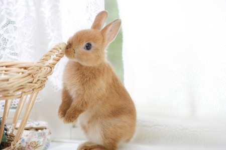 Rabbitの写真素材