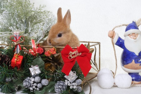 Rabbitの写真素材