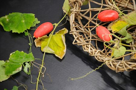 Karasuの写真素材