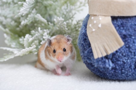 Hamsterの写真素材