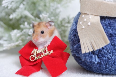 Hamsterの写真素材