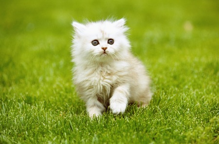 Kittenの写真素材