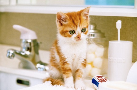 Kittenの写真素材