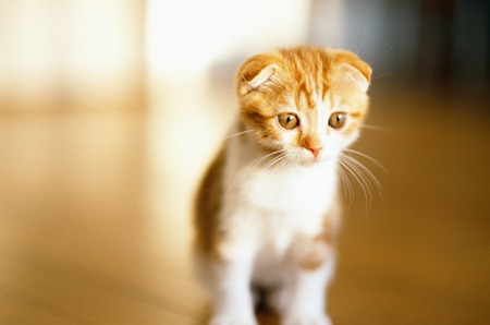 Kittenの写真素材