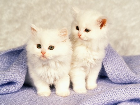 Kittenの写真素材