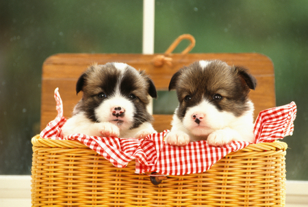 Puppyの写真素材