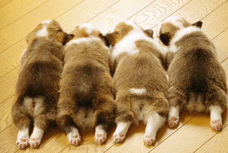 Puppyの写真素材