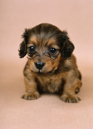 Puppyの写真素材