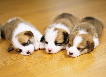 Puppyの写真素材