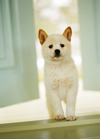 Puppyの写真素材