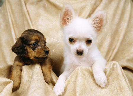 Puppy