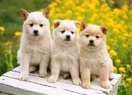 Puppyの写真素材
