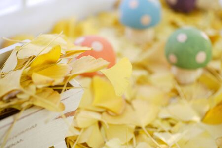 Ginkgo biloba leafの写真素材