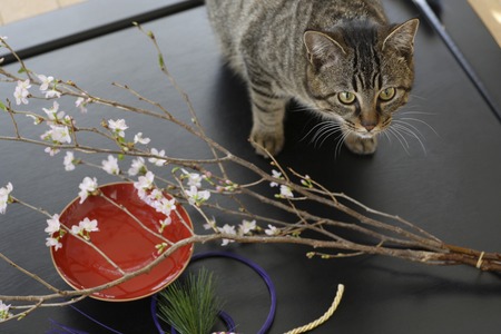 Early flowering cherry tree and cats of early springの写真素材