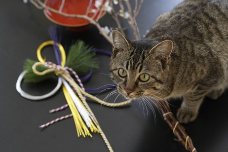 Early flowering cherry tree and cats of early springの写真素材
