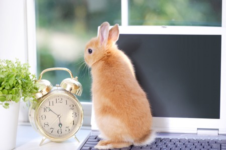 PC and rabbitの写真素材