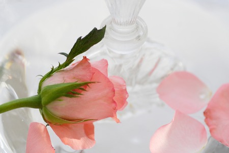 Perfume and pink roseの写真素材