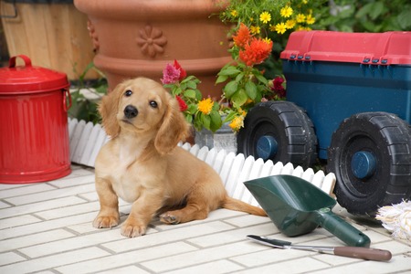 Puppy to sitの写真素材