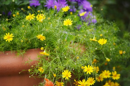 Dalberg daisyの写真素材