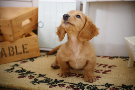 Puppy to sitの写真素材