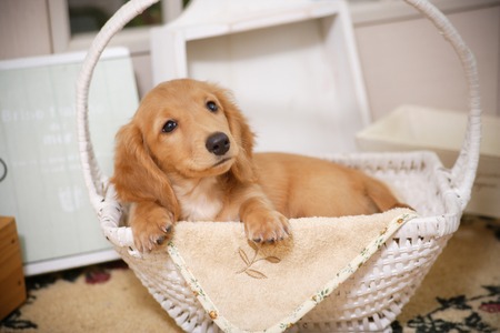 Puppy in a white carの写真素材