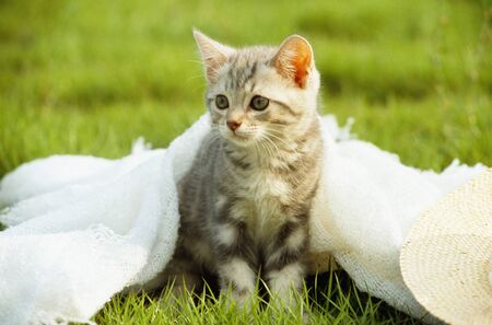 Kittenの写真素材