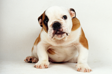 Puppyの写真素材