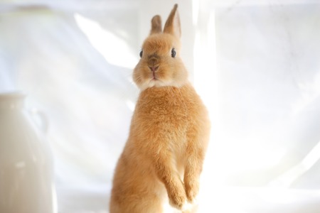 Standing rabbitの写真素材