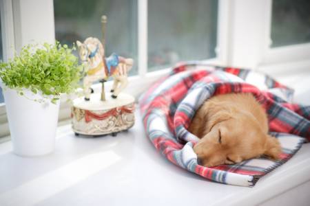 Dog NAPの写真素材