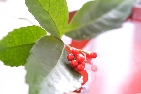 Southern sky and a red cupの写真素材