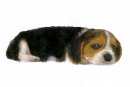 Beagleの写真素材