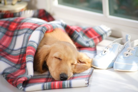 Dog NAPの写真素材