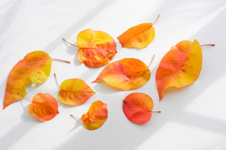 Lafrance deciduousの写真素材