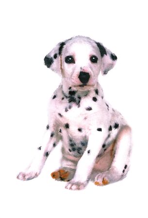 Dalmatianの写真素材