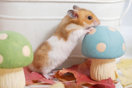 Hamster fallの写真素材