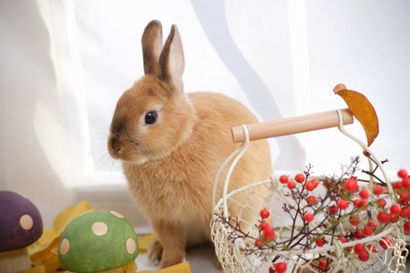 Red fruit and rabbit of autumnの写真素材