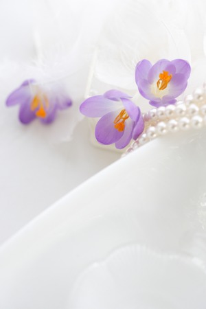Crocus and Pearlの写真素材