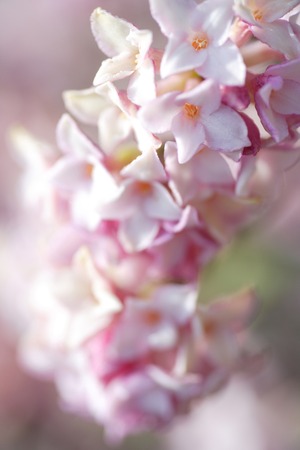 Daphneの写真素材