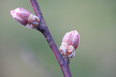 Buds of peach flowers