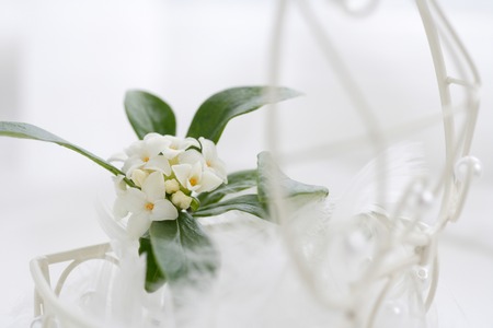 Daphneの写真素材