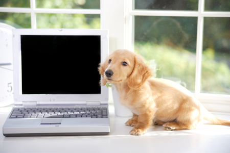Puppy with your PCの写真素材