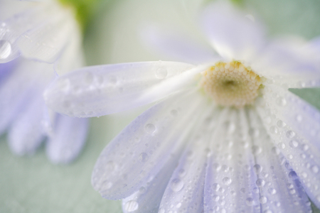 Cinerariaの写真素材