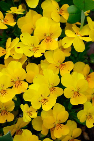 Violaの写真素材